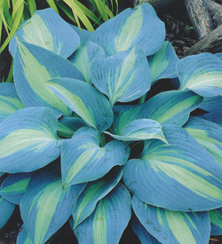 Hosta Touch of Class */ Hosta Touch of Class */