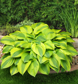 Hosta Velvet Moon