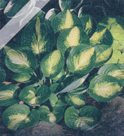 Hosta Warwick Comet Hosta Warwick Comet