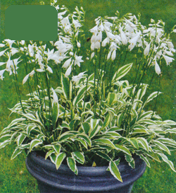 Hosta White Dove