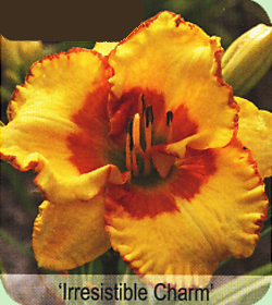 Hemerocallis Irresistible Charm Hemerocallis Irresistible Charm