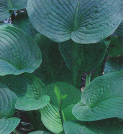 Hosta Jurassic Park Hosta Jurassic Park