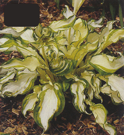 Hosta Kiwi Spearmint