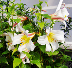 Lilium Regale Kungslilja Lilium Regale Kungslilja