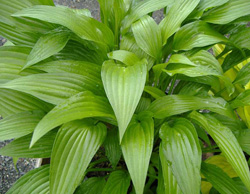 Hosta Lancifolia Hosta Lancifolia
