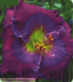 Hemerocallis Lavender Blue Baby Hemerocallis Lavender Blue Baby