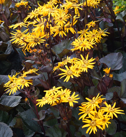 Ligularia Dentata BBQ Banana