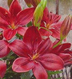 Lilium Chocolate Lilium Chocolate