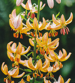 Lilium Guinea Gold Lilium Guinea Gold