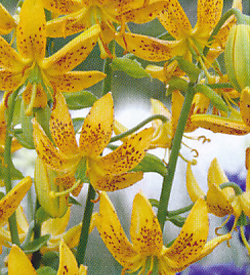 Lilium Hansonii Lilium Hansonii