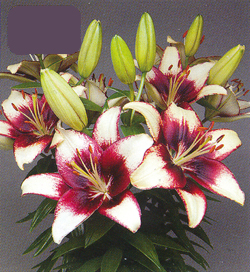 Lilium Hot Spot White