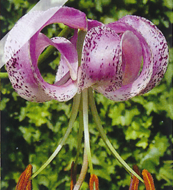 Lilium Lankongense Lilium Lankongense