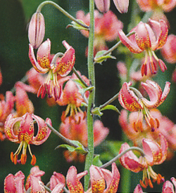 Lilium Manitoba Morning