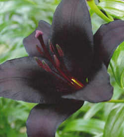 Lilium Nightrider Lilium Nightrider