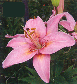 Lilium Pink Lilium Pink