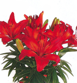 Lilium Red Lilium Red