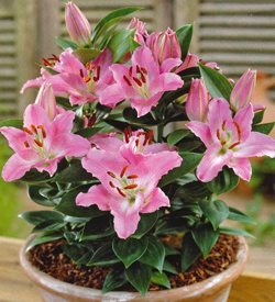 Lilium Souvenir Lilium Souvenir