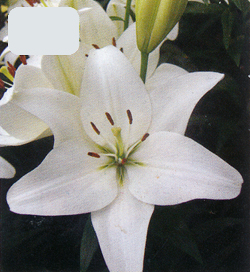 Lilium White Lilium White