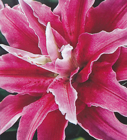 Lilium double oriental Distant Drum Lilium double oriental Distant Drum