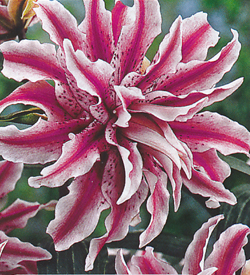 Lilium double oriental Magic Star Lilium double oriental Magic Star