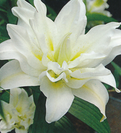 Lilium double oriental My Wedding