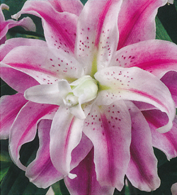 Lilium double oriental Sweet Rosy