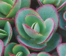 Sedum Lime Zinger Sedum Lime Zinger