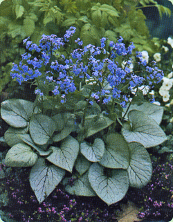 Brunnera macrophylla Looking Glass