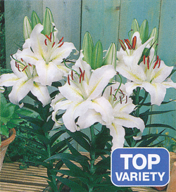 Lilium Luzia Lilium Luzia