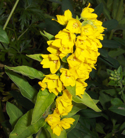 Lysimachia punctata Praktlysing