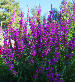 Lythrum Fackelblomster Lythrum Fackelblomster