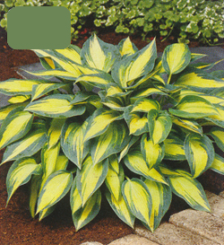 Hosta Magic Island