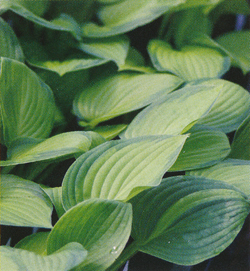 Hosta Midwest Magic