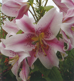 Lilium Mona Lisa Lilium Mona Lisa