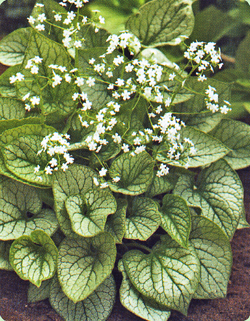 Brunnera macrophylla Mr. Morse Brunnera macrophylla Mr. Morse
