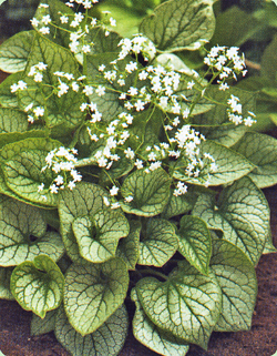 Brunnera macrophylla Mr. Morse