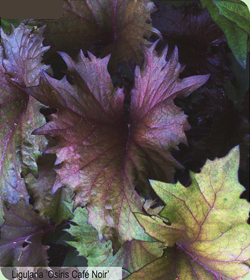 Ligularia Osiris Café Noir Ligularia Osiris Café Noir
