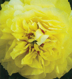 Paeonia Bartzella