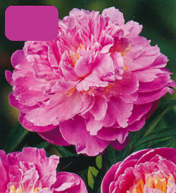 Paeonia Bella Donna