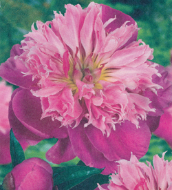 Paeonia Belleville