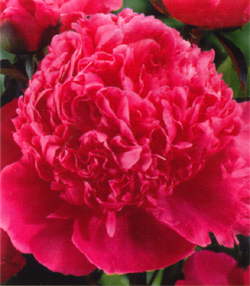 Paeonia Best Man