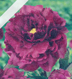 Paeonia Black Beauty