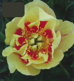 Paeonia Border Charm