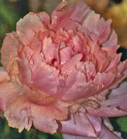 Paeonia Bouchela