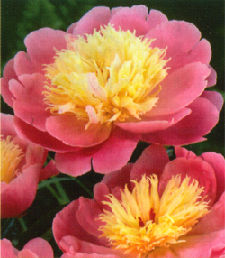 Paeonia Bowl of Beauty