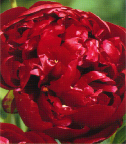 Paeonia Buckeye Belle