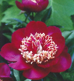 Paeonia Charles Burgess