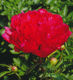 Paeonia Command Performance