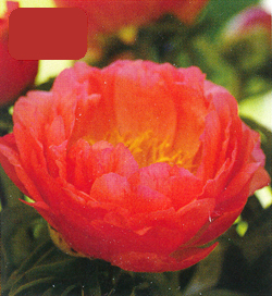 Paeonia Coral Charm