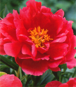 Paeonia Coral Fay